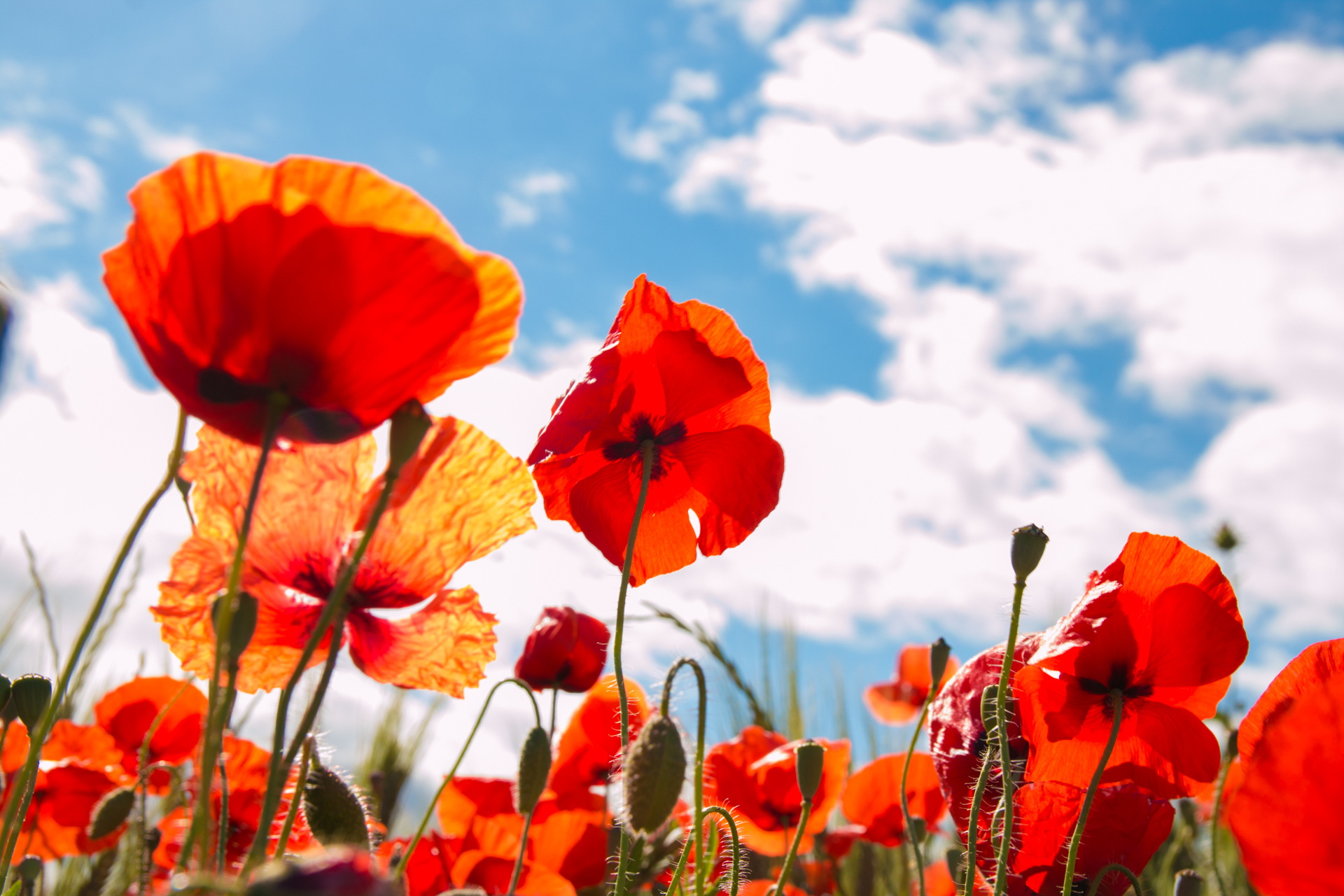 L' Oeil Noir Photographie